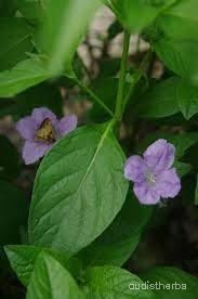 Ruellia strepens leaf1.jpg